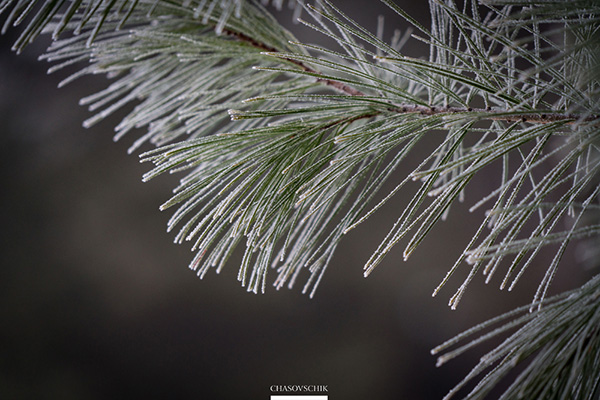 2018-01-09 Arboretum Fog 025s.jpg